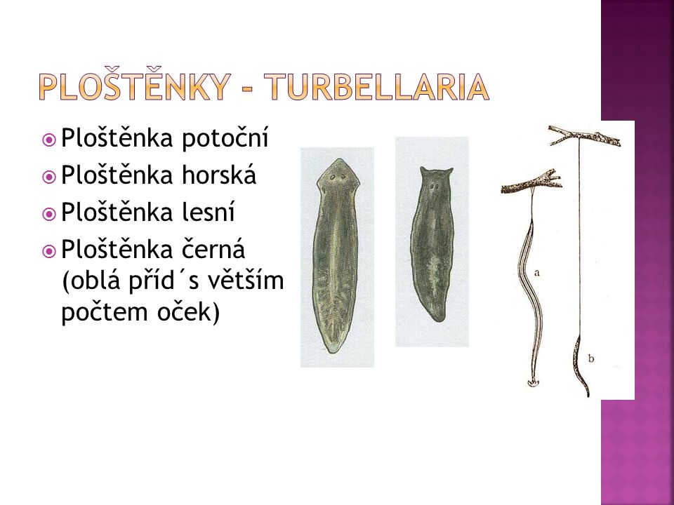 Ploštěnky - Turbellaria