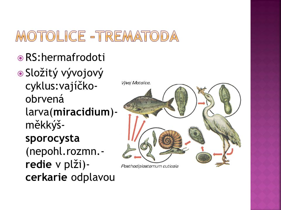 Motolice -Trematoda RS:hermafrodoti