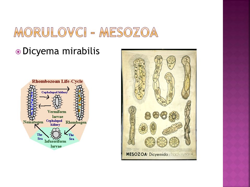 Morulovci - Mesozoa Dicyema mirabilis