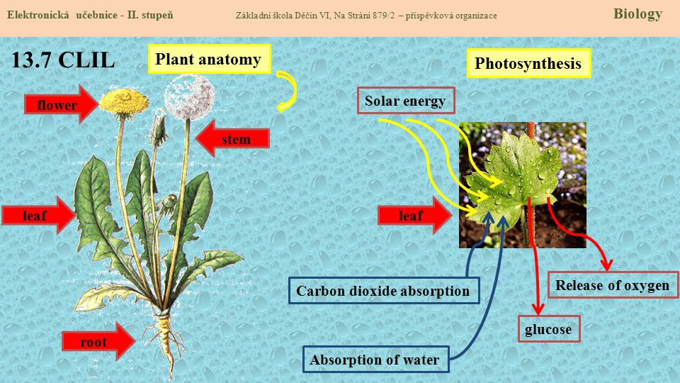 13.7 CLIL Plant anatomy Photosynthesis flower Solar energy stem leaf
