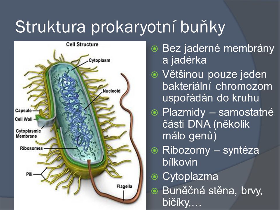Struktura prokaryotní buňky