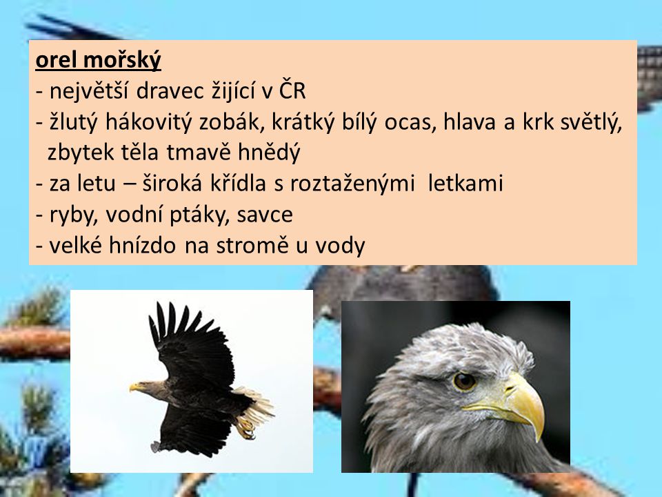orel mořský - největší dravec žijící v ČR. - žlutý hákovitý zobák, krátký bílý ocas, hlava a krk světlý,