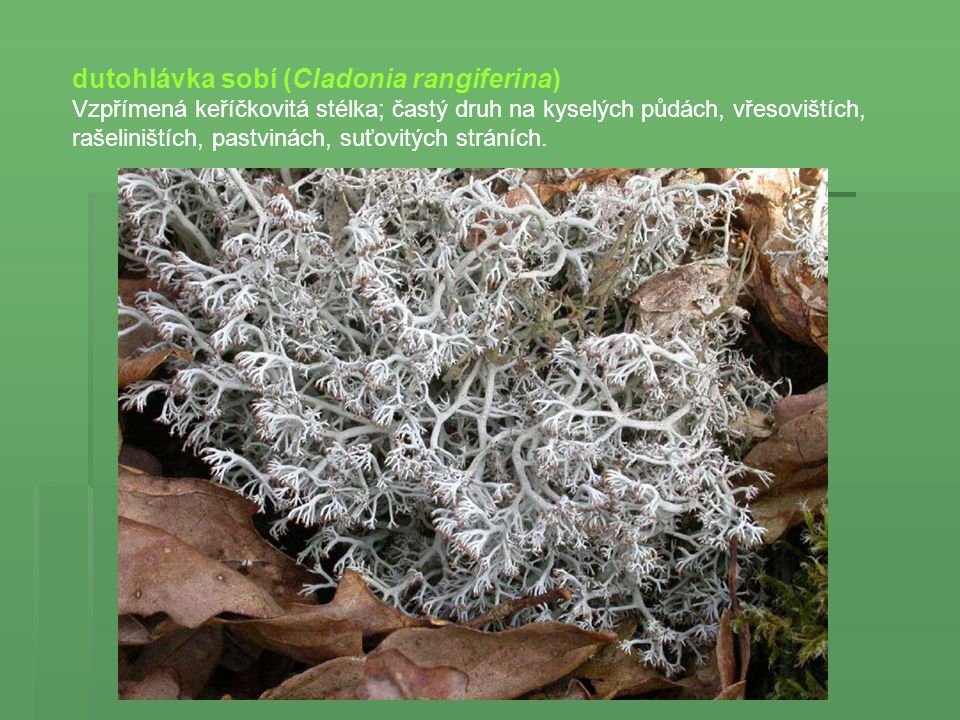 dutohlávka sobí (Cladonia rangiferina)