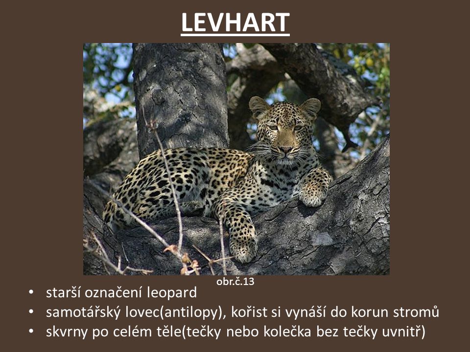 LEVHART starší označení leopard