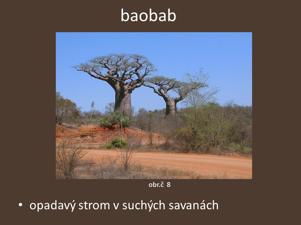 baobab obr.č 8 opadavý strom v suchých savanách