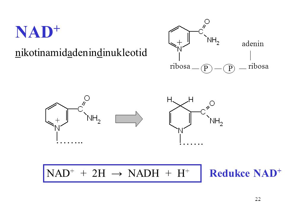 NAD+ nikotinamidadenindinukleotid …….. ……. NAD+ + 2H → NADH + H+