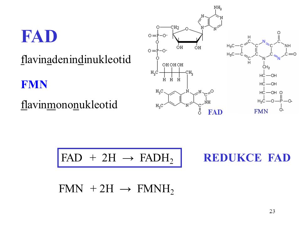 FAD flavinadenindinukleotid FMN flavinmononukleotid FAD + 2H → FADH2