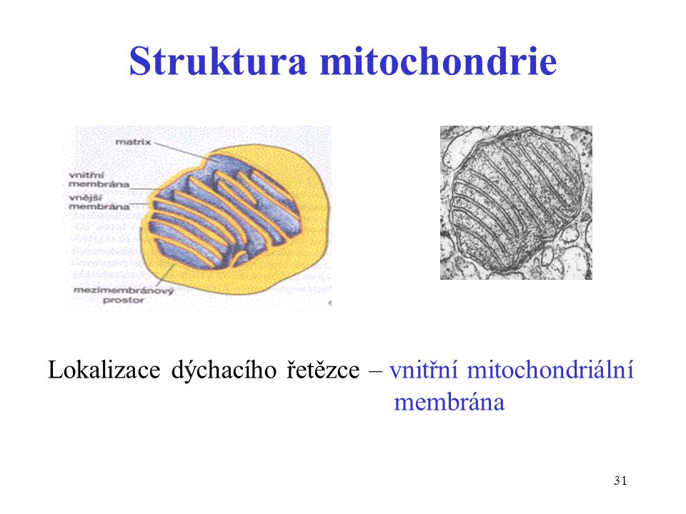 Struktura mitochondrie