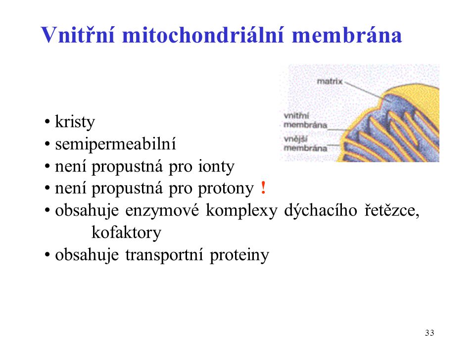 Vnitřní mitochondriální membrána