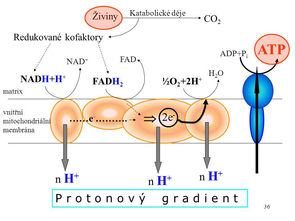 ATP  2e- n H+ n H+ n H+ P r o t o n o v ý g r a d i e n t Živiny CO2