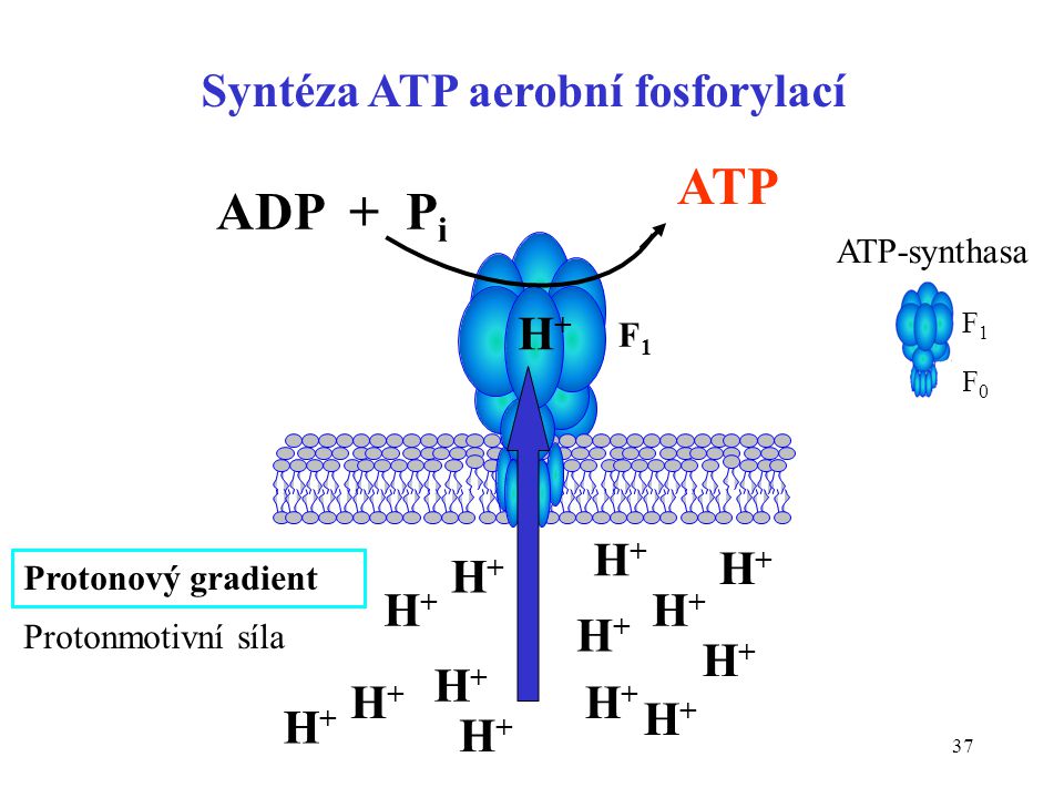 Syntéza ATP aerobní fosforylací