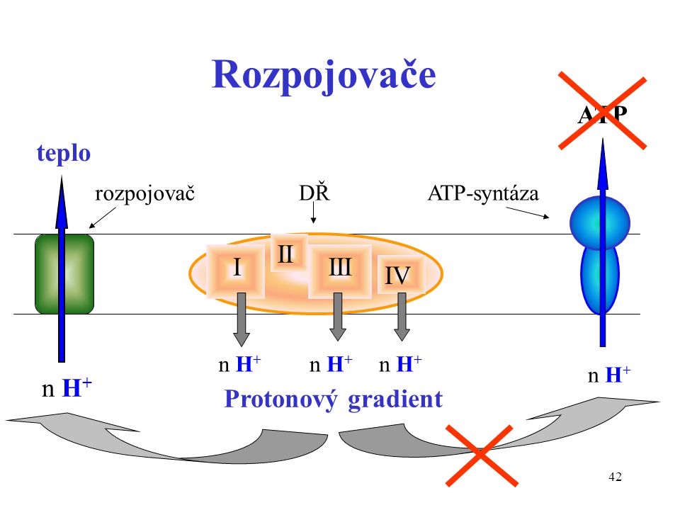 Rozpojovače ATP teplo II I III IV n H+ Protonový gradient rozpojovač