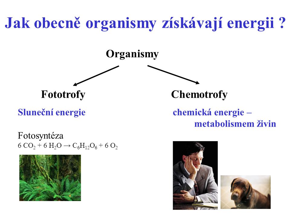 Jak obecně organismy získávají energii
