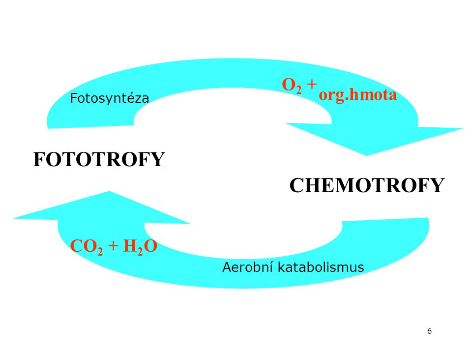 FOTOTROFY CHEMOTROFY O2 + org.hmota CO2 + H2O Fotosyntéza
