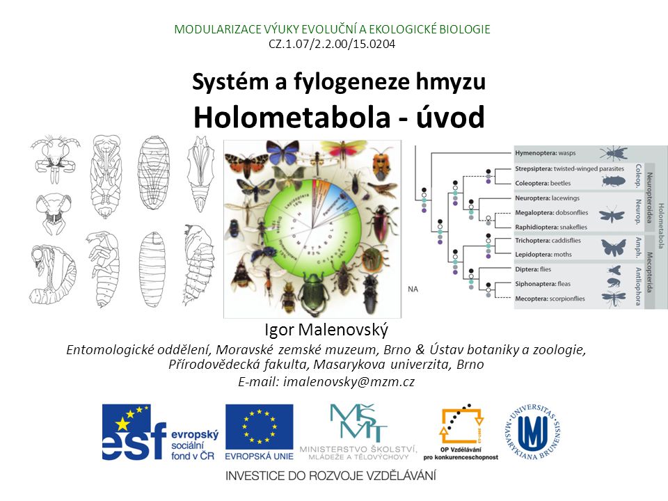 Systém a fylogeneze hmyzu Holometabola - úvod