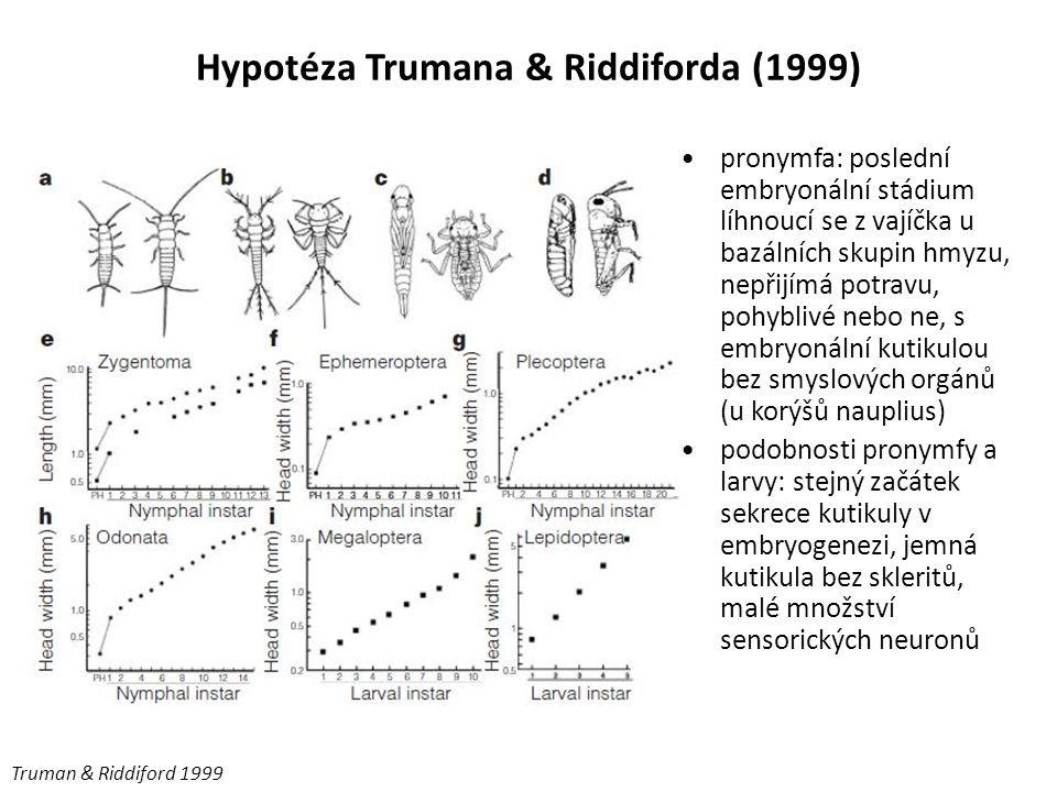Hypotéza Trumana & Riddiforda (1999)
