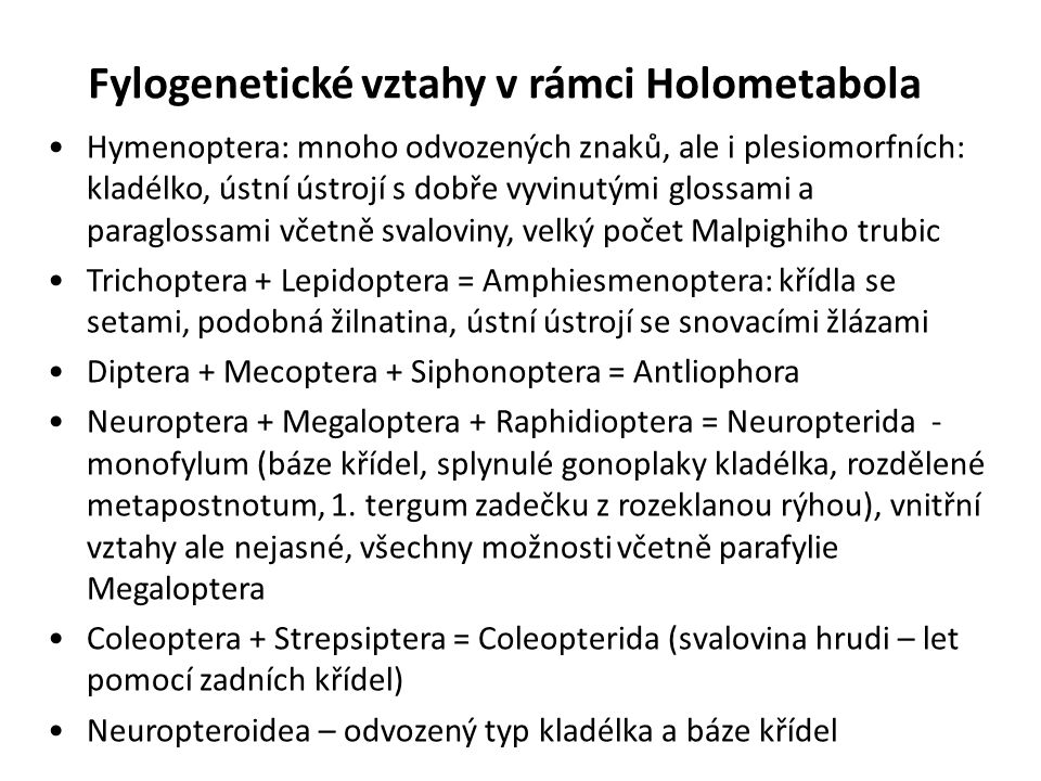 Fylogenetické vztahy v rámci Holometabola