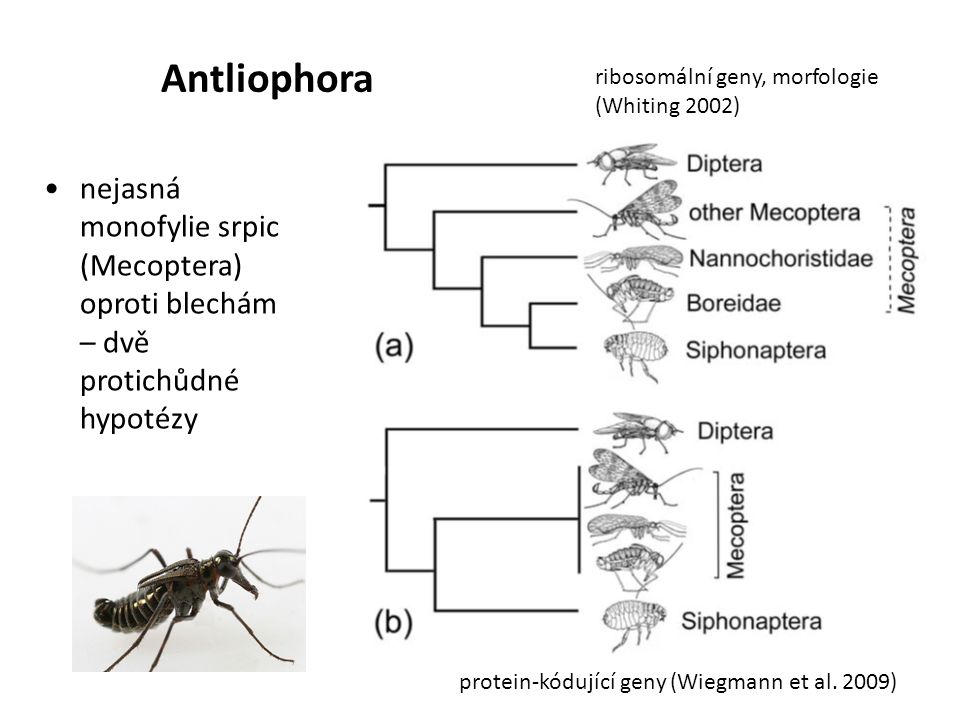 Antliophora ribosomální geny, morfologie. (Whiting 2002) nejasná monofylie srpic (Mecoptera) oproti blechám – dvě protichůdné hypotézy.