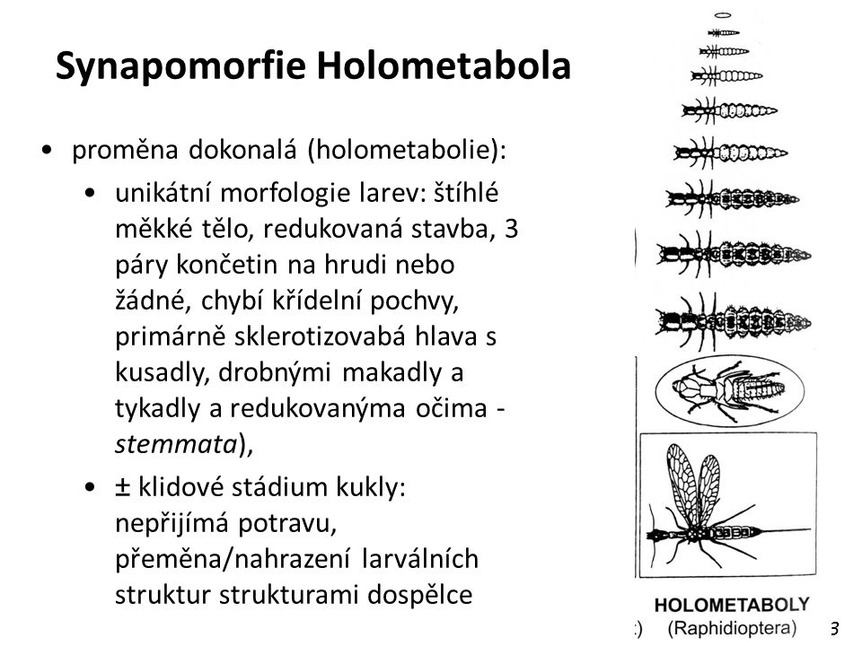 Synapomorfie Holometabola