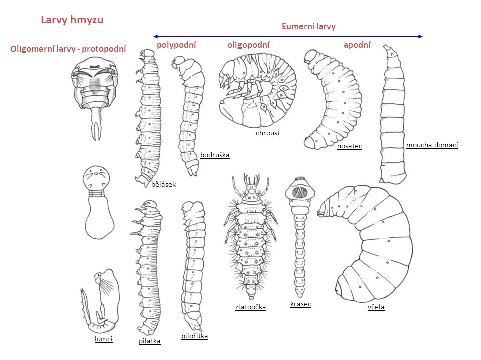 Oligomerní larvy - protopodní