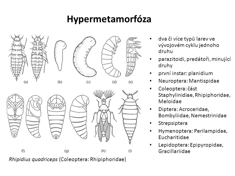 Hypermetamorfóza dva či více typů larev ve vývojovém cyklu jednoho druhu. parazitoidi, predátoři, minující druhy.