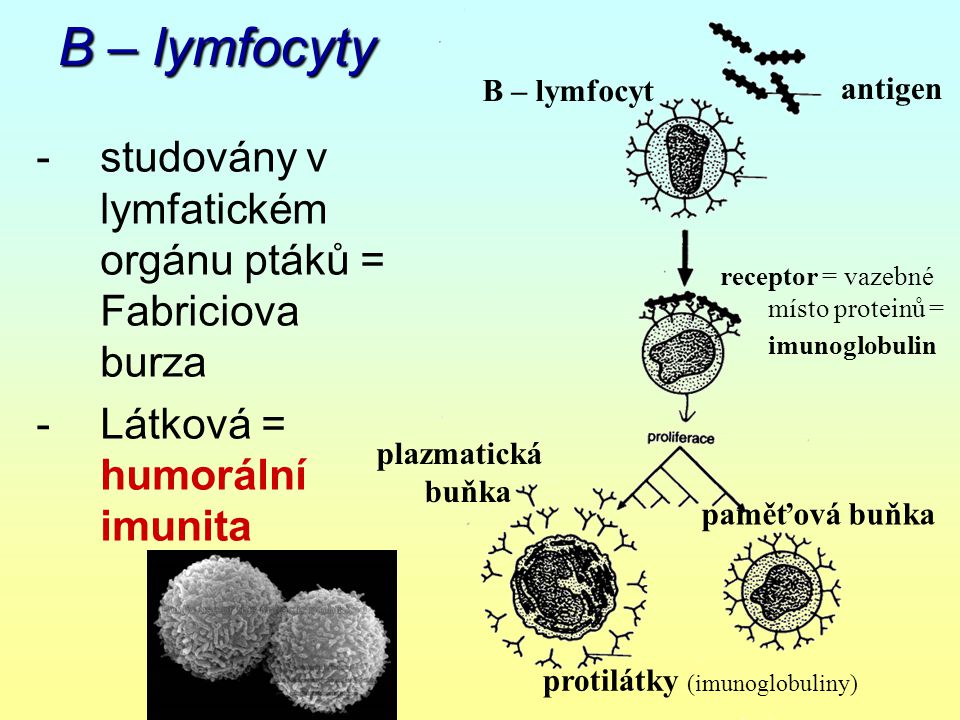 B – lymfocyty B – lymfocyt. antigen. - studovány v lymfatickém orgánu ptáků = Fabriciova burza. - Látková = humorální imunita.