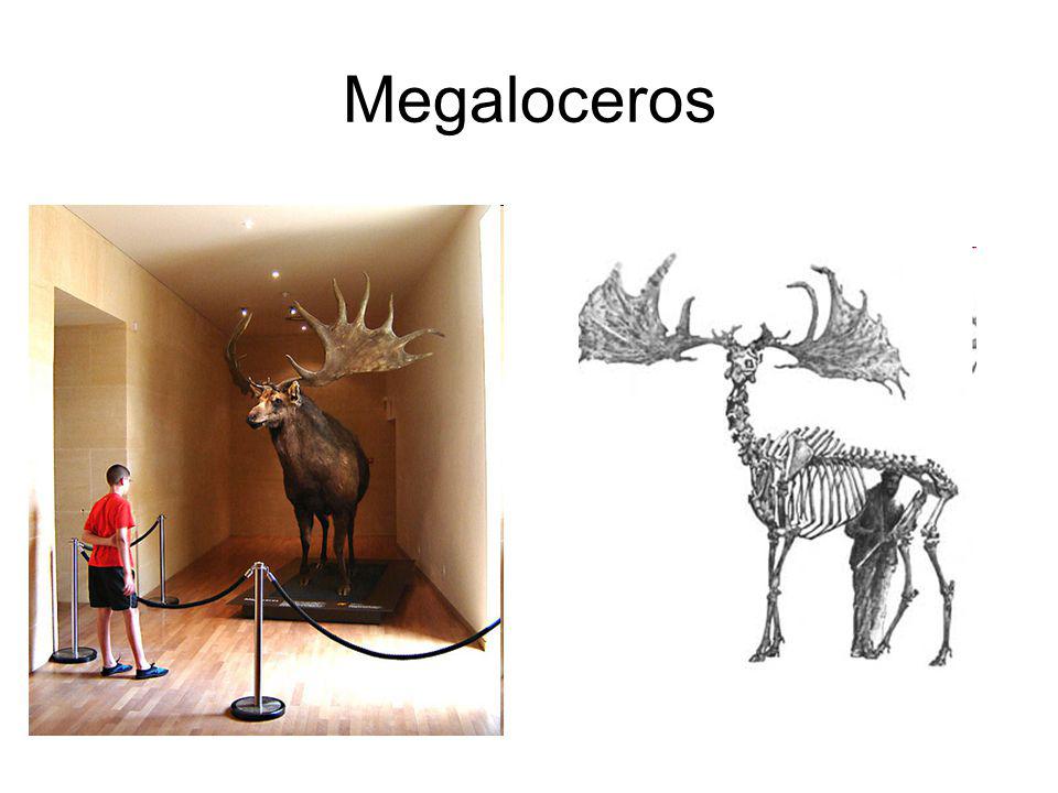 Megaloceros
