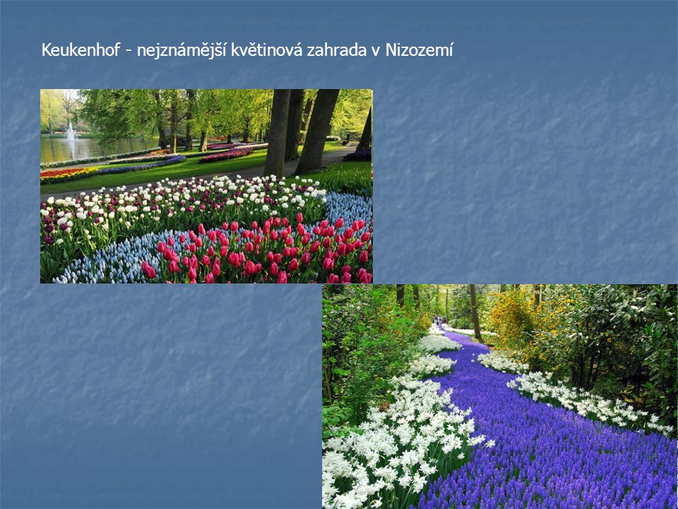 Keukenhof - nejznámější květinová zahrada v Nizozemí