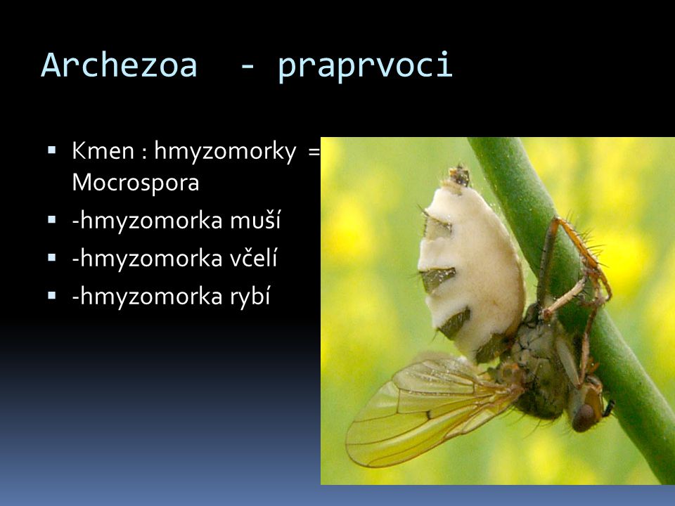 Archezoa - praprvoci Kmen : hmyzomorky = Mocrospora -hmyzomorka muší