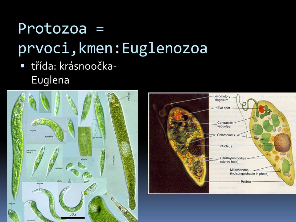 Protozoa = prvoci,kmen:Euglenozoa