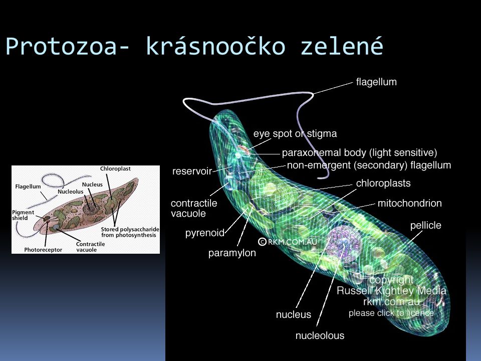 Protozoa- krásnoočko zelené