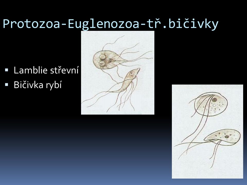 Protozoa-Euglenozoa-tř.bičivky