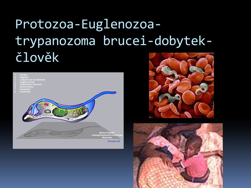 Protozoa-Euglenozoa-trypanozoma brucei-dobytek-člověk