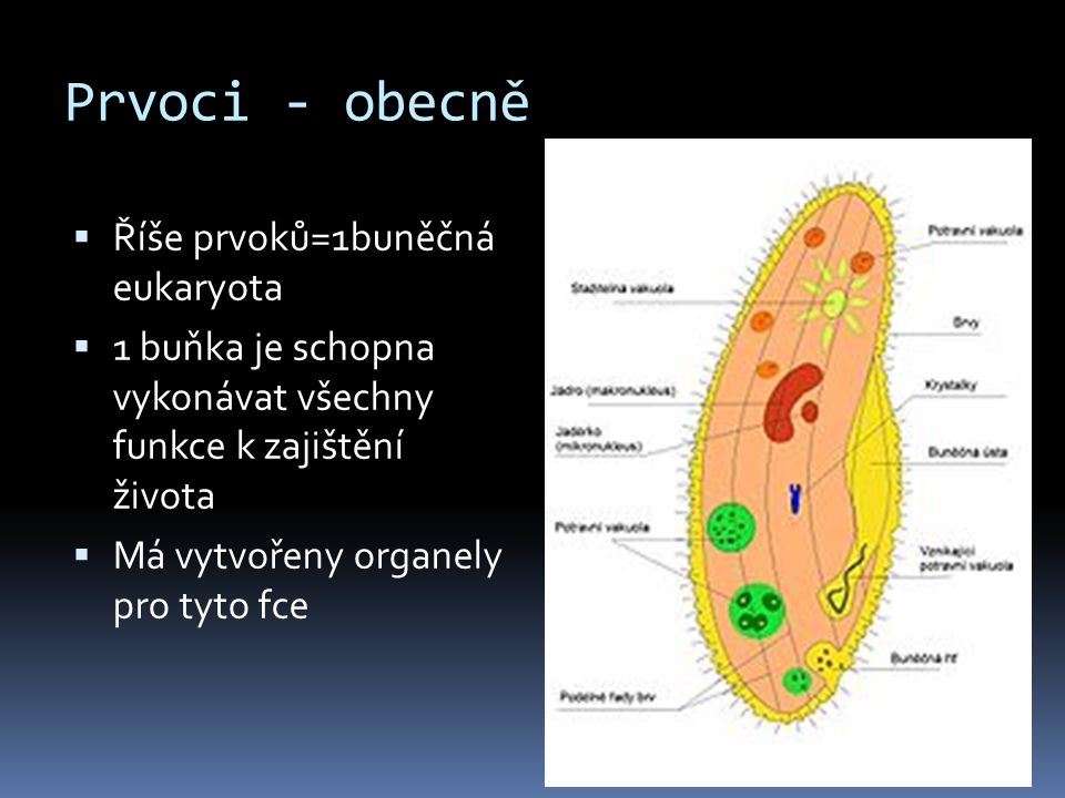 Prvoci - obecně Říše prvoků=1buněčná eukaryota