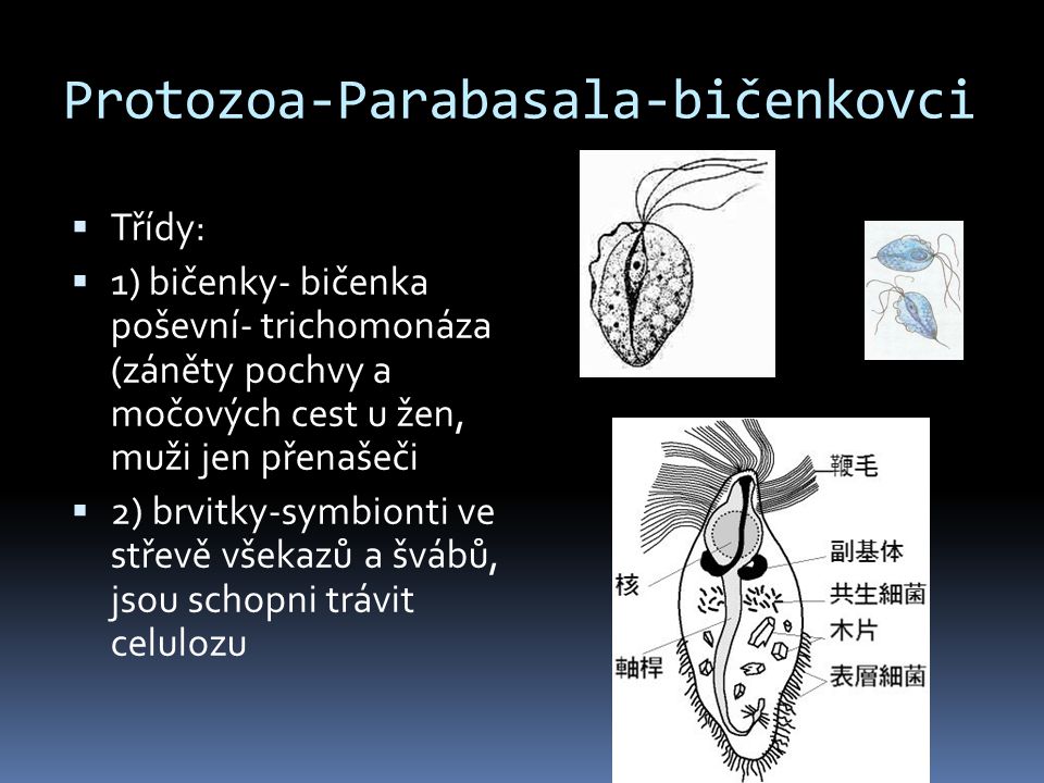 Protozoa-Parabasala-bičenkovci