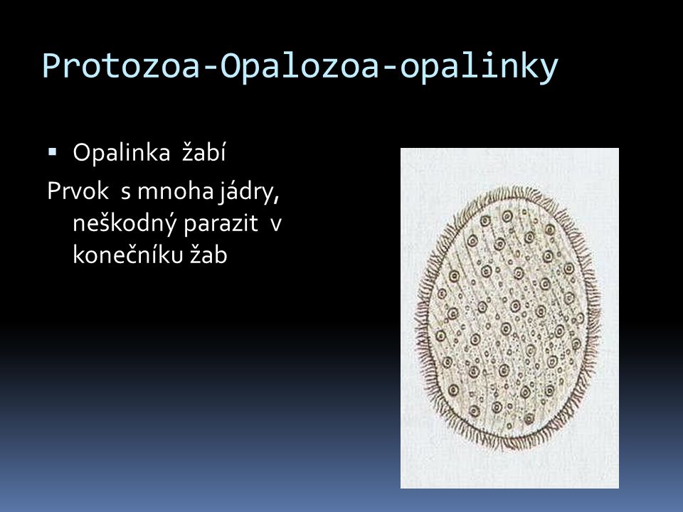 Protozoa-Opalozoa-opalinky
