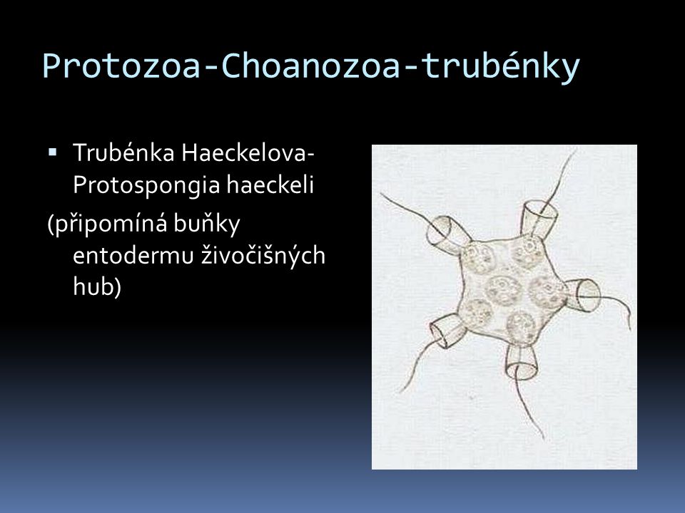 Protozoa-Choanozoa-trubénky