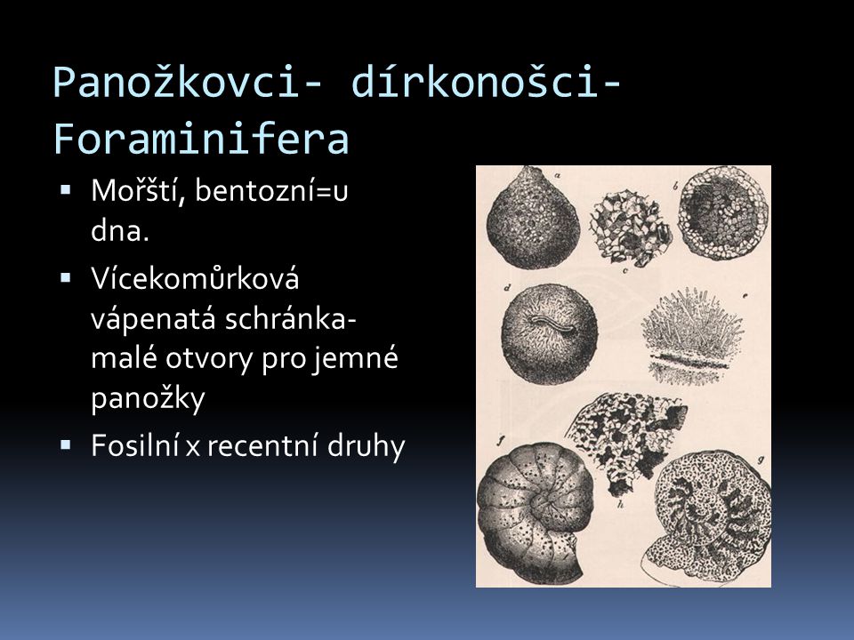 Panožkovci- dírkonošci-Foraminifera