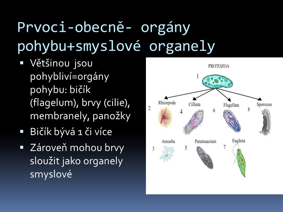 Prvoci-obecně- orgány pohybu+smyslové organely