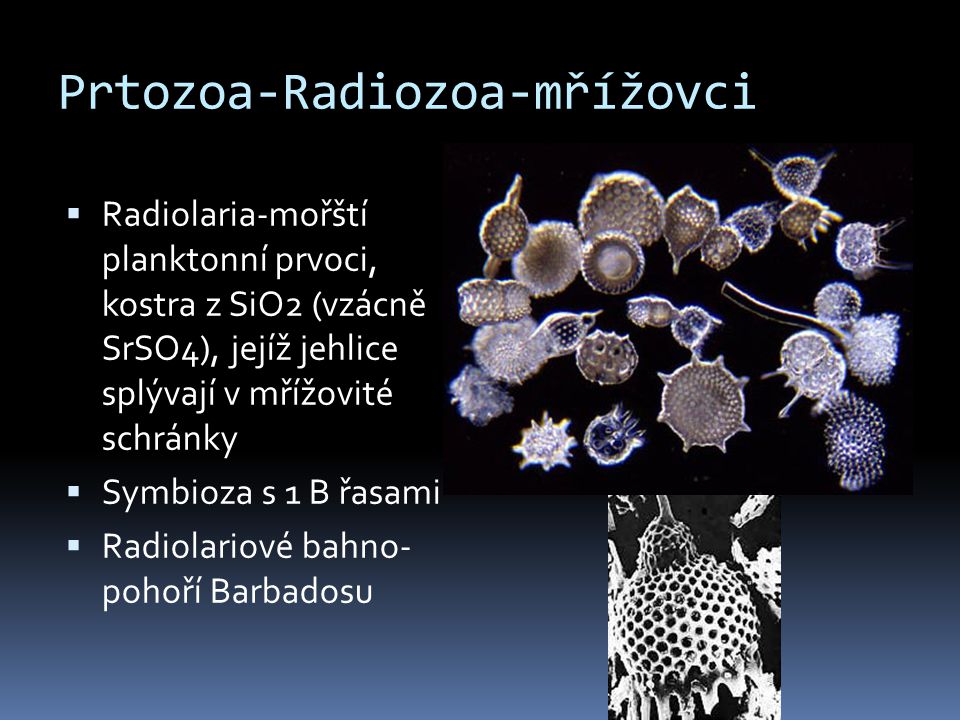 Prtozoa-Radiozoa-mřížovci