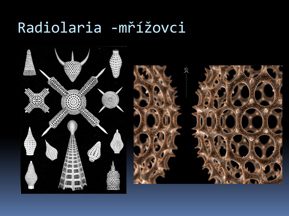 Radiolaria -mřížovci
