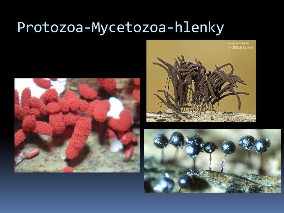Protozoa-Mycetozoa-hlenky