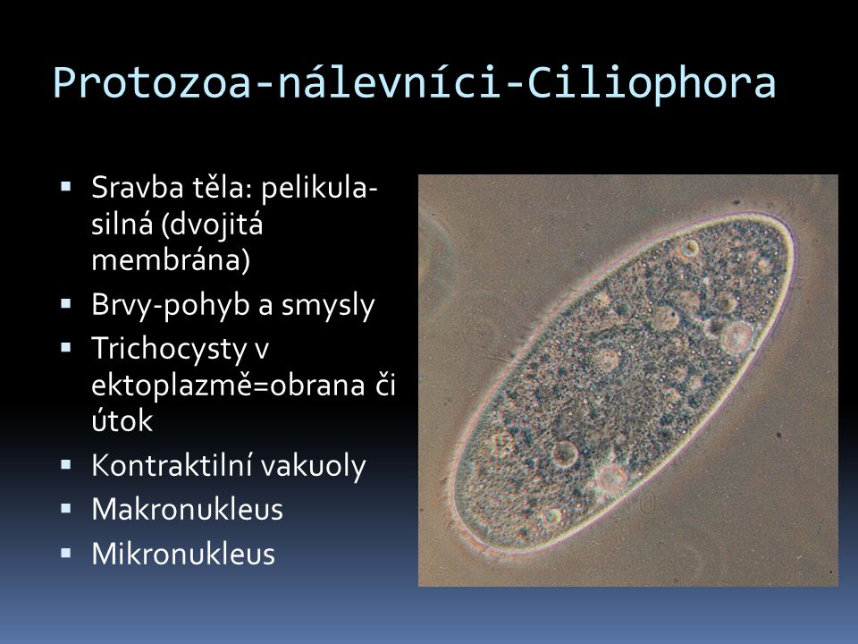 Protozoa-nálevníci-Ciliophora