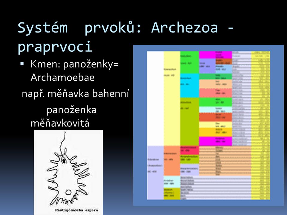 Systém prvoků: Archezoa - praprvoci