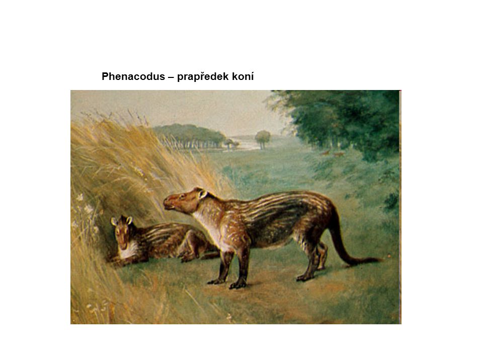 Phenacodus – prapředek koní
