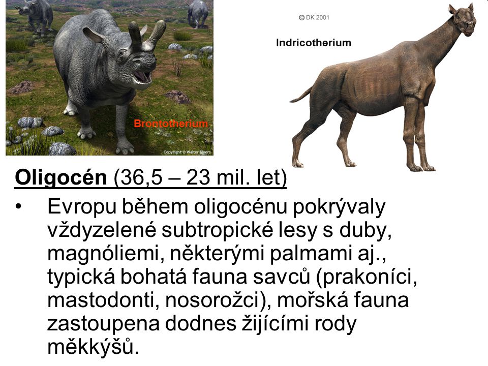 Indricotherium Brontotherium. Oligocén (36,5 – 23 mil. let)