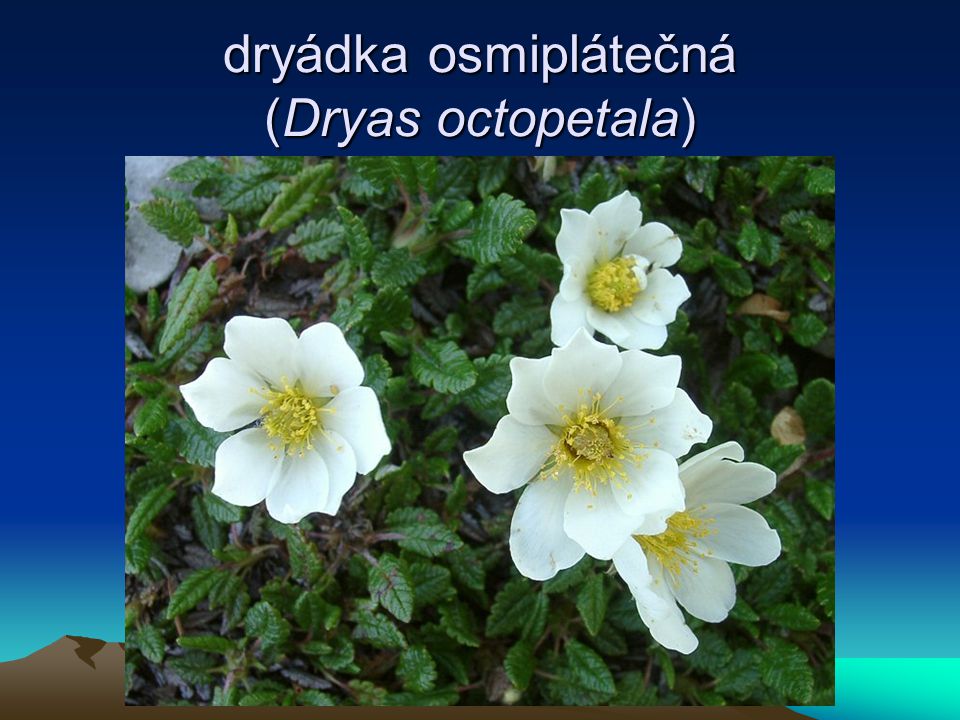 dryádka osmiplátečná (Dryas octopetala)