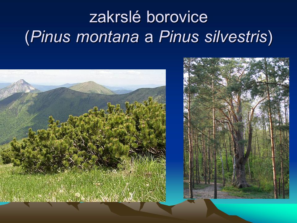 zakrslé borovice (Pinus montana a Pinus silvestris)