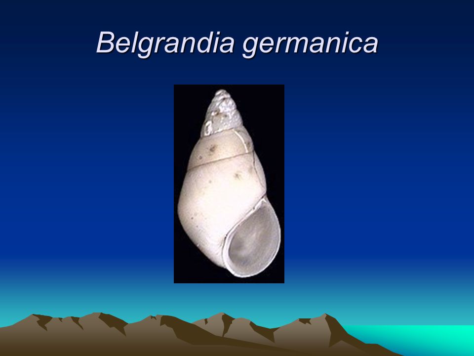 Belgrandia germanica
