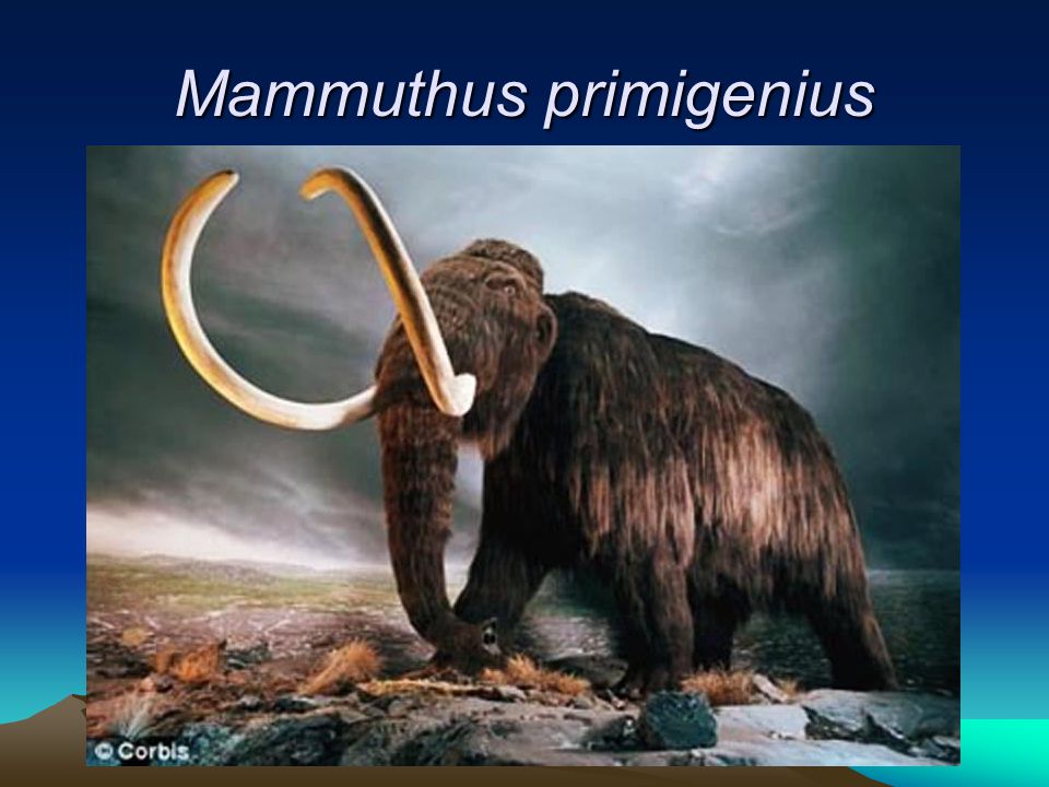 Mammuthus primigenius